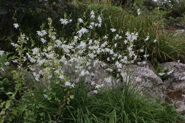 Anthericum ramosum