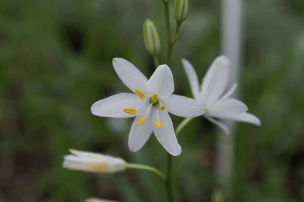ANTHERICUM liliago 'Janous'