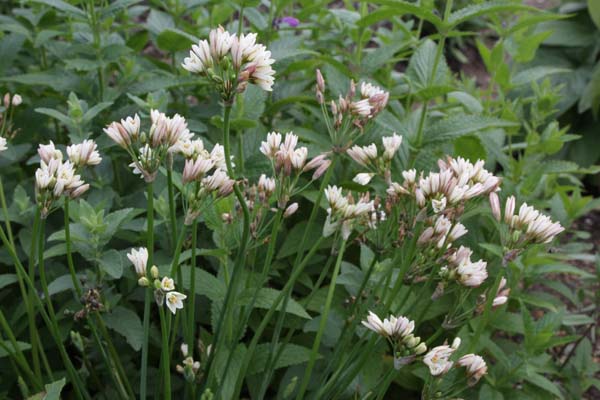 ANTHERICUM undulatum (Chloroph.)