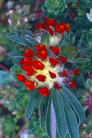 Anthyllis vulneraria 'Coccinea'