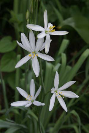 Anthericum