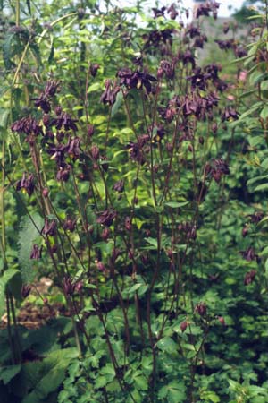 Aquilegia atrata