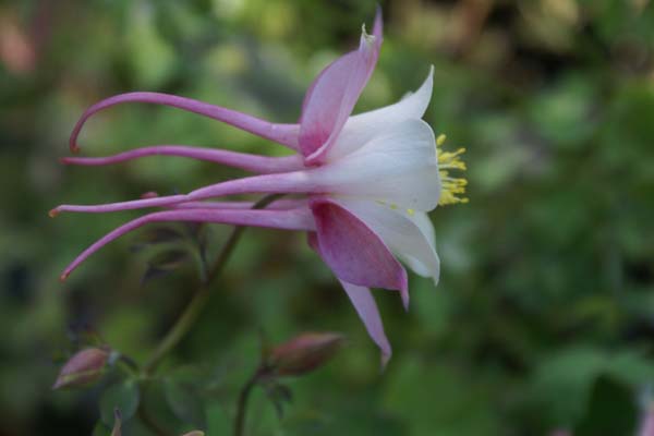 Aquilegia caerulea 'Rose Queen'
