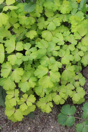 AQUILEGIA 'Roman Bronze'