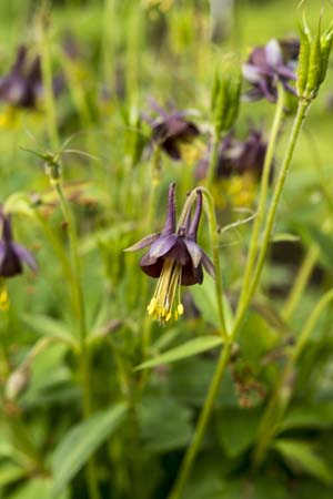 Aquilegia viridiflora atropurpurea