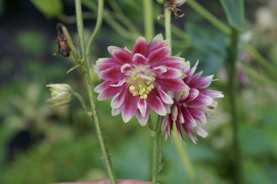 Aquilegia vulgaris 'Nora Barlow'