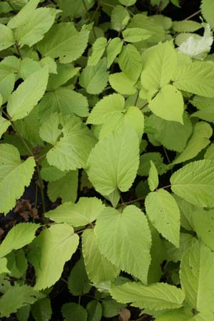 ARALIA cordata 'Sun King'