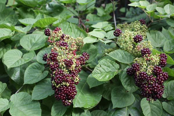 Aralia racemosa