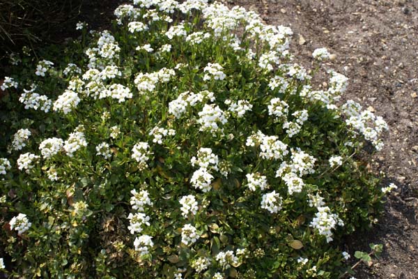 ARABIS wilzeckii