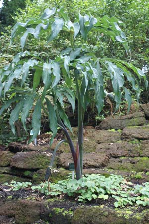 Arisaema consanguineum