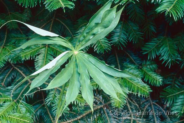 Arisaema ciliatum liubaense