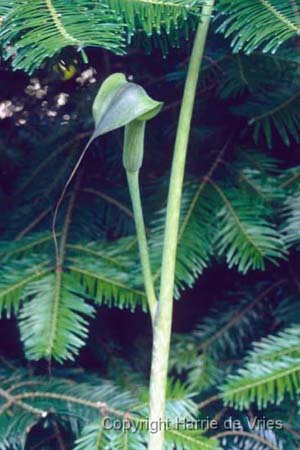 ARISAEMA ciliatum liubaense