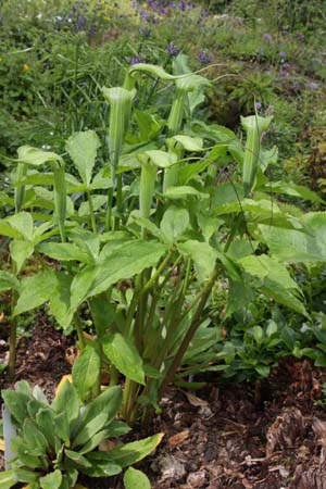 ARISAEMA jacquemontii
