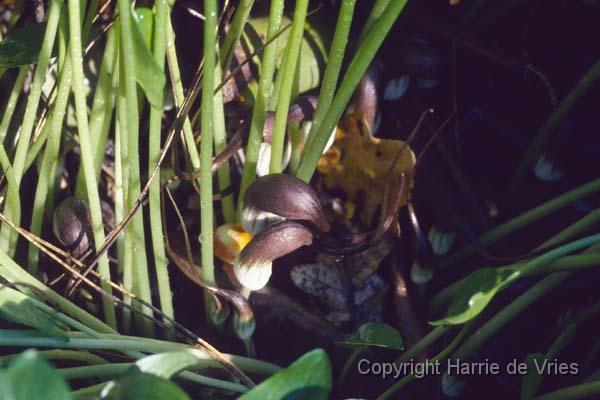 Arisarum proboscideum