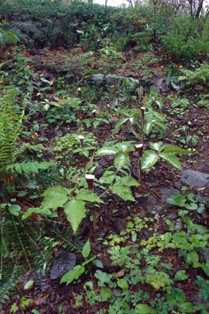 Arisaema sikokianum