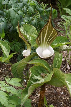 Arisaema sikokianum