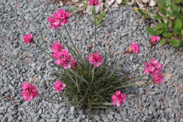 Armeria maritima 'Vesuv'