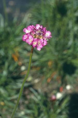 Armeria maritima 'Vesuv'
