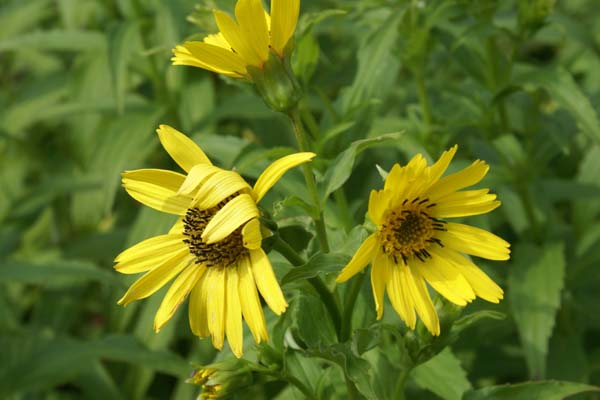 Arnica sachalinensis