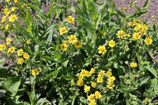 Arnica sachalinensis