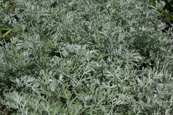 Artemisia absinthium 'Lambrook Silver'