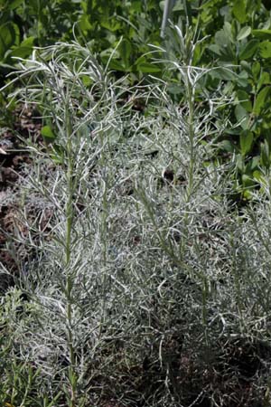 Artemisia abrotanum 'Silver'