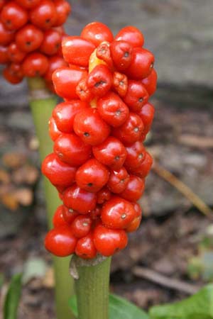 Arum concinnatum 'Mount Ida'