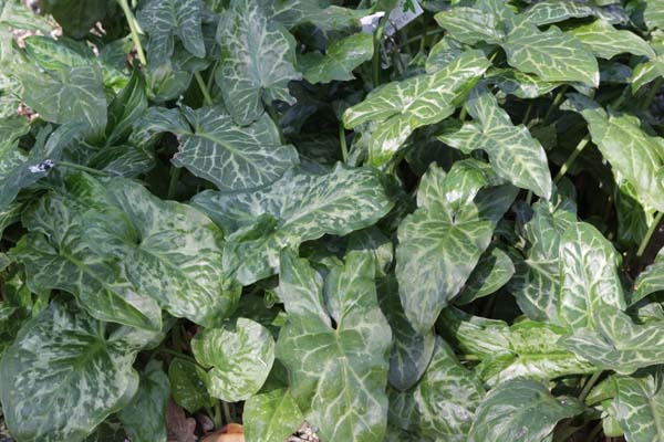 ARUM concinnatum 'Mount Ida'