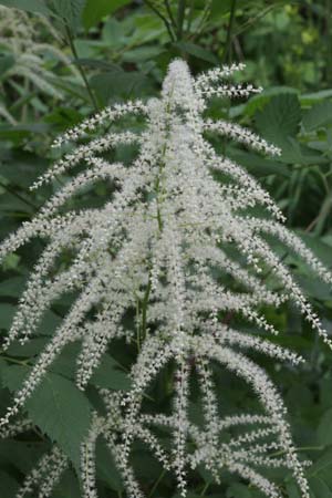 Arundo donax 'Ely'