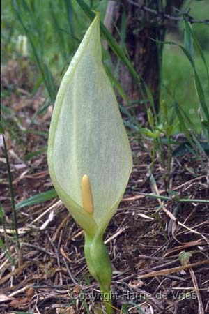Arum 'Chameleon'