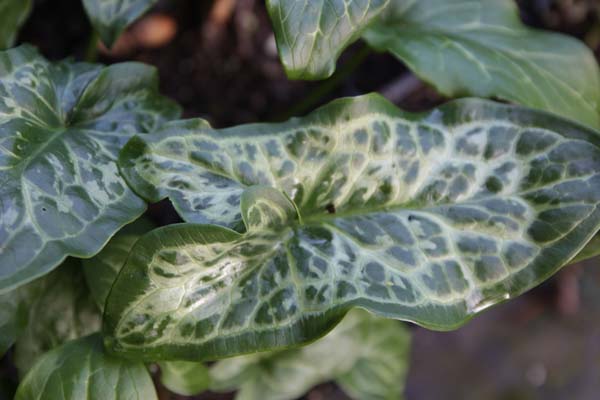 ARUM italicum 'Sparkler'