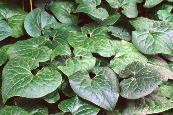 Asarum caudatum