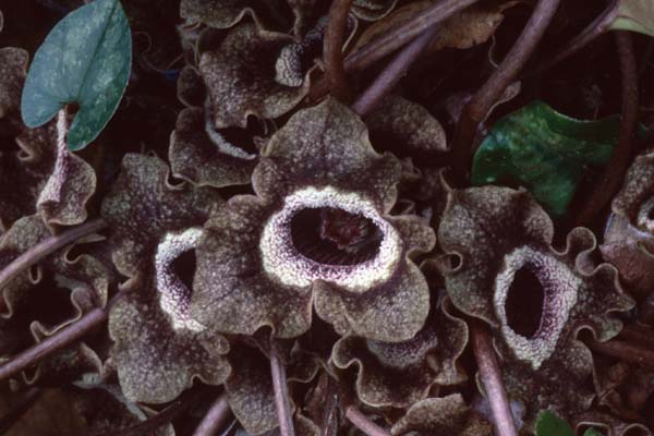 Asarum splendens