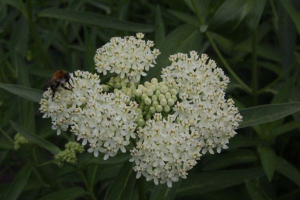 Asclepias incarnata 'Iceballet'