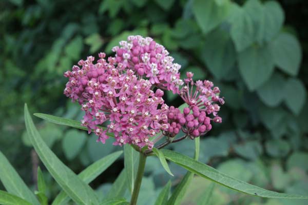 ASCLEPIAS incarnata 'Soul Mate'