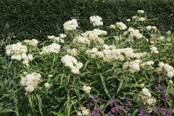 Asclepias incarnata 'Iceballet'