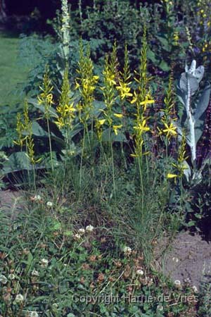 Asphodeline liburnica
