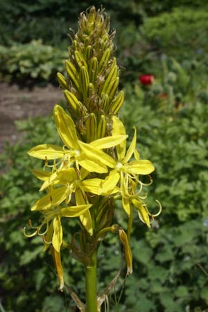 Asphodeline lutea