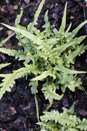 Asplenium x ebenoides