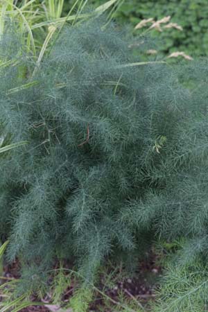 Asparagus tenuifolius