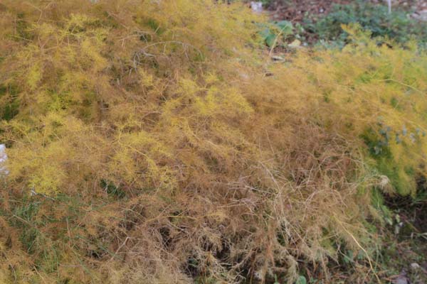Asparagus tenuifolius