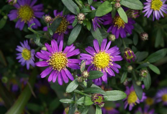 ASTER ageratoides 'Ezo Murazaki'