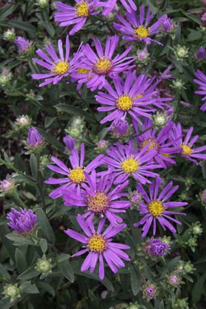 Aster amellus 'Butzemann'