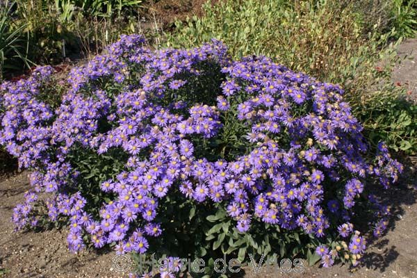 Aster amellus 'Forncett Flourish'