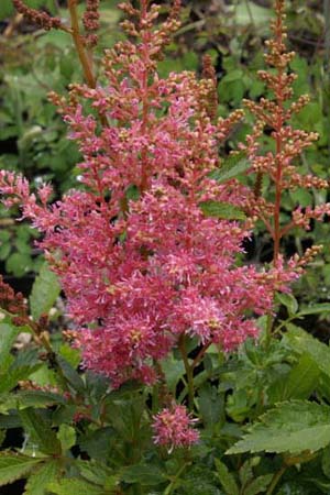 ASTILBE arendsii 'Country & Western'