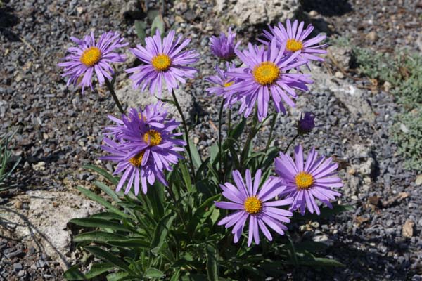 ASTER asteroides costei (A. likiangensis)