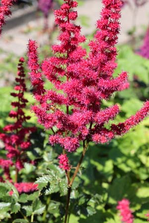 Astilbe chinensis 'Cardinal'