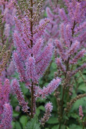 Astilbe chinensis pumila (ex S Korea Chiri-san HC970423)
