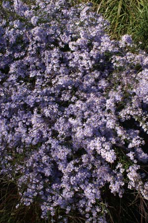 ASTER cordifolius 'Photograph'