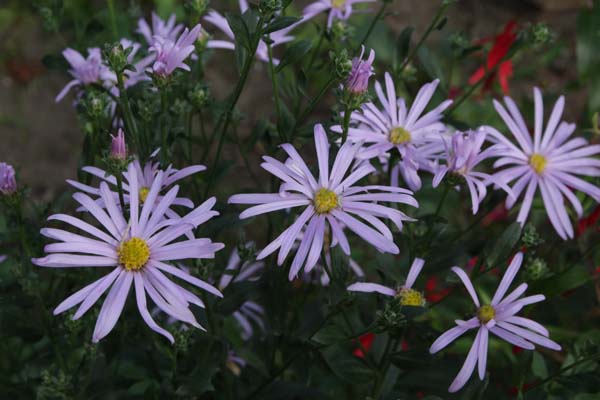 Aster 'Cotswold Gem'